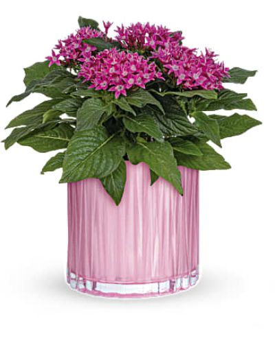 Sure to put stars in her eyes this Mother's Day, this stunning starcluster pentas plant has cheerful pink flowers and deep green leaves that look oh-so-lovely in a pearlescent glass vase.