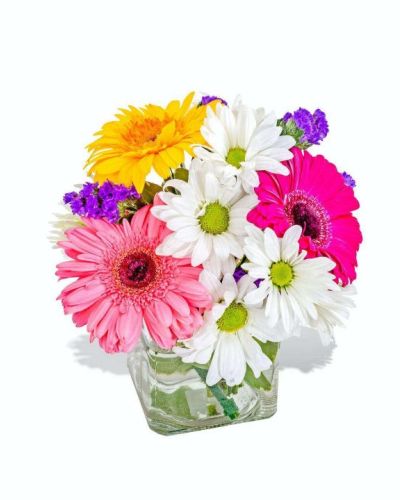 What a wonderful dash of color this arrangement is! Featuring white daisies and an assortment of vibrant Gerbers, this beautifully cute combination of colors will brighten anyone's day! Let someone know how much they mean to you with this simply gorgeous gift.